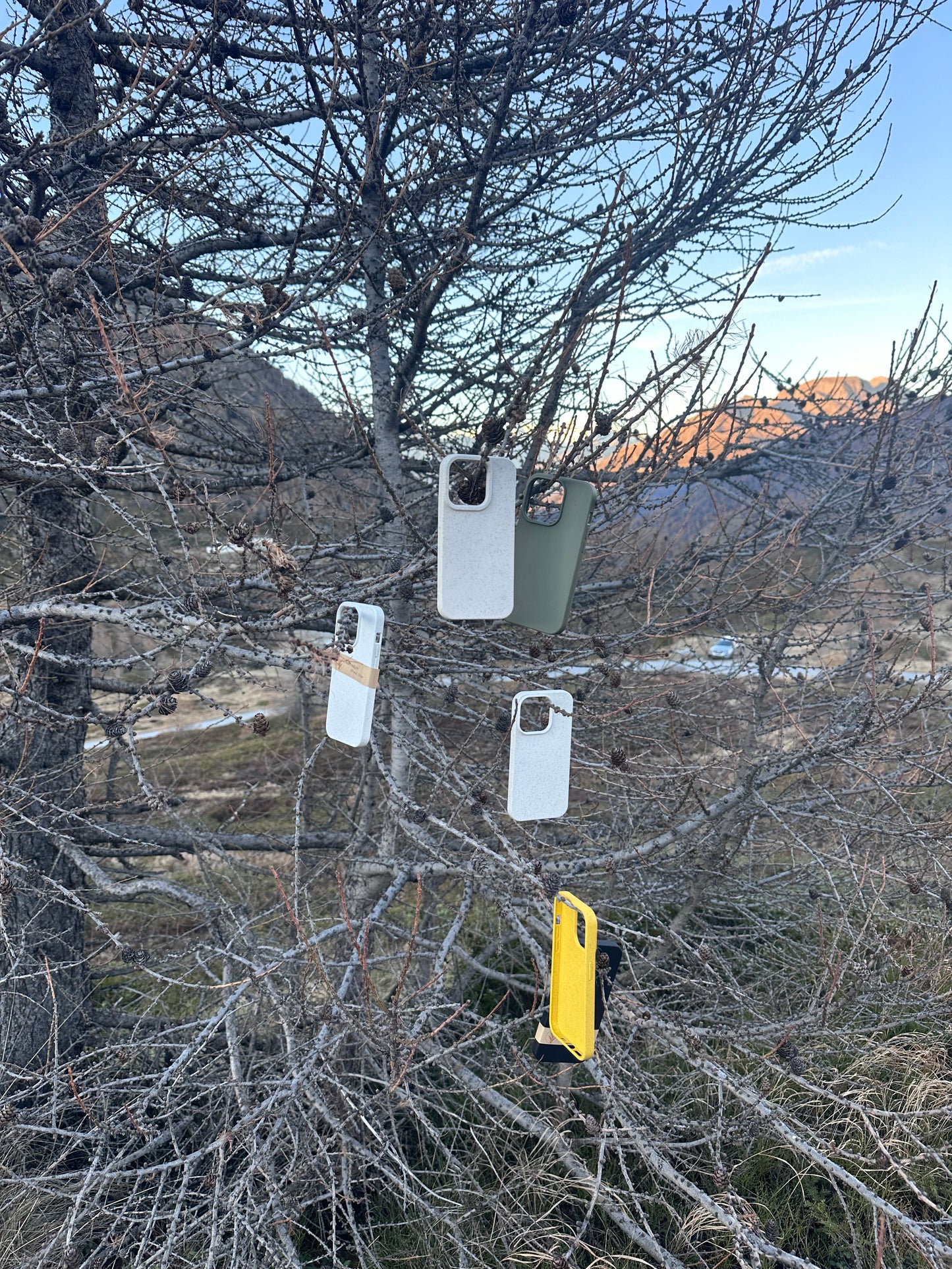 iPhone Eco Cases im Baum aufgehängt – nachhaltige Handyhüllen aus Silikon & Weizenstroh in Naturkulisse